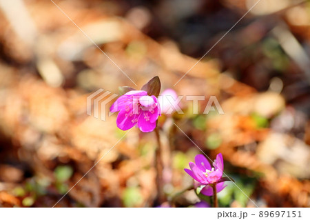 オオミスミソウの花 オオミスミソウの花 89697151