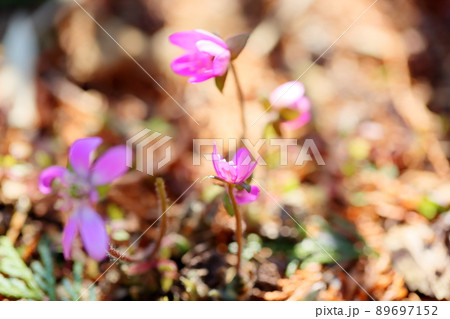 オオミスミソウの花 89697152