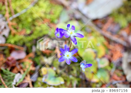 オオミスミソウの花 オオミスミソウの花 89697156