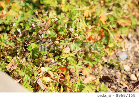 ナズナの花 89697159