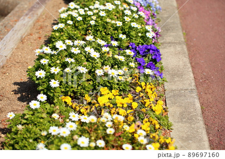 ノースポールの花 89697160