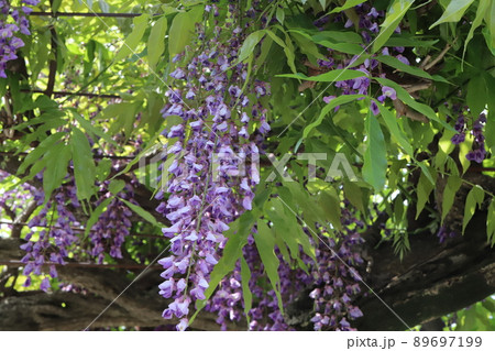 日本の春の庭に咲く紫色の藤の花 日本の春の庭に咲く紫色の藤の花 89697199