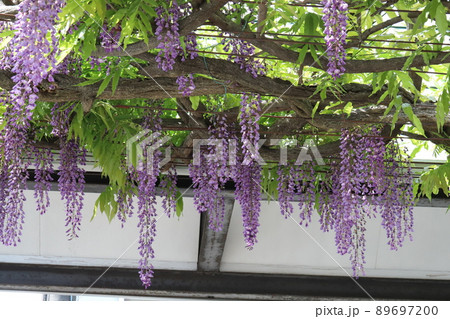 日本の春の庭に咲く紫色の藤の花 日本の春の庭に咲く紫色の藤の花 89697200