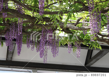 日本の春の庭に咲く紫色の藤の花 日本の春の庭に咲く紫色の藤の花 89697201