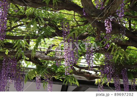 日本の春の庭に咲く紫色の藤の花 日本の春の庭に咲く紫色の藤の花 89697202