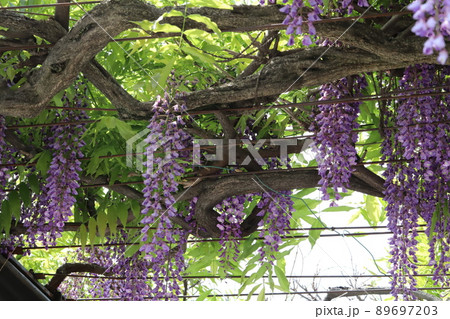 日本の春の庭に咲く紫色の藤の花 日本の春の庭に咲く紫色の藤の花 89697203