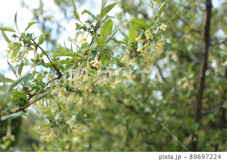 グミの花 89697224