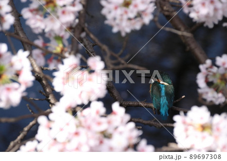 春の武蔵関付近の石神井川：カワセミ 89697308