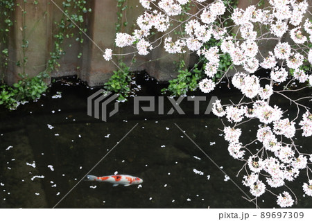 武蔵関付近の石神井川：ニシキゴイ 89697309