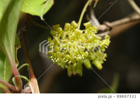 春に咲く、サルトリイバラの花 春に咲く、サルトリイバラの花 89697331
