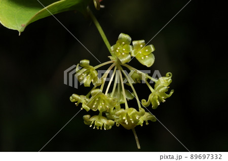 春に咲く、サルトリイバラの花 89697332