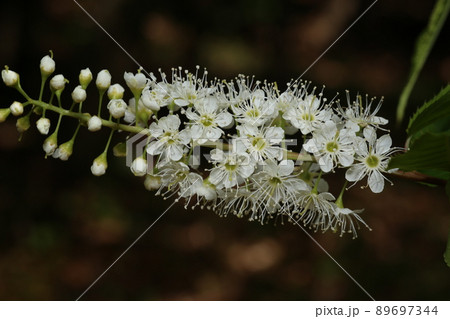 真っ白でブラシのような、ウワミズザクラの花 真っ白でブラシのような、ウワミズザクラの花 89697344