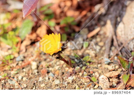 フクジュソウの花 フクジュソウの花 89697404