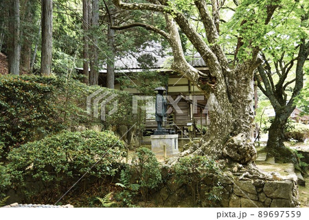 花山院菩提寺の苔むした老木とお地蔵さん 花山院菩提寺の苔むした老木とお地蔵さん 89697559