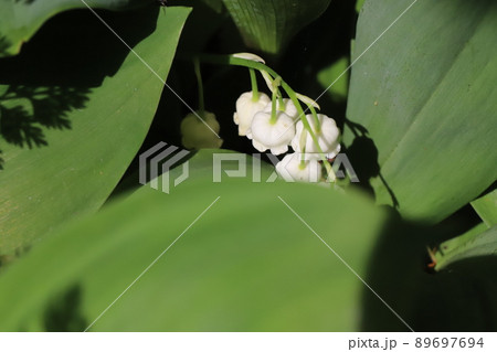 日本の春の庭に咲く白いスズランの花の写真素材