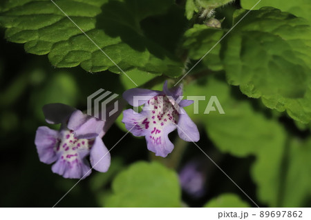 春の日本の庭に咲く薄紫色から白の花びらに赤い斑点のあるカキドオシの花 89697862
