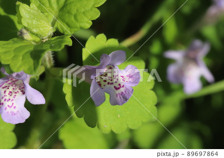 春の日本の庭に咲く薄紫色から白の花びらに赤い斑点のあるカキドオシの花 89697864