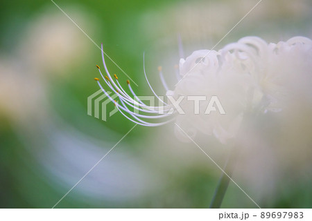 白い彼岸花のクローズアップ 89697983