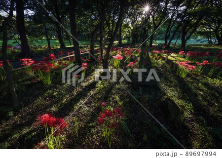 彼岸花の群生地 89697994