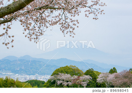 桜と富士山　静岡県 89698045