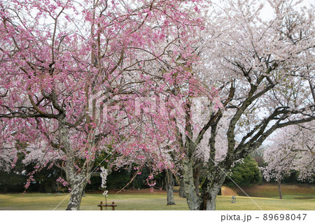 雨の日の桜 日本の春 雨の日の桜 日本の春 89698047