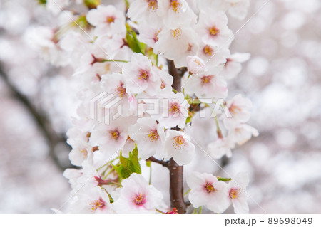 雨に濡れる桜 89698049