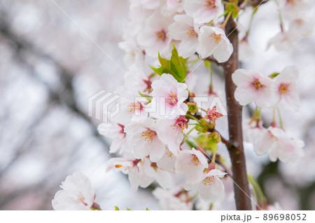 雨の中の桜 雨の中の桜 89698052
