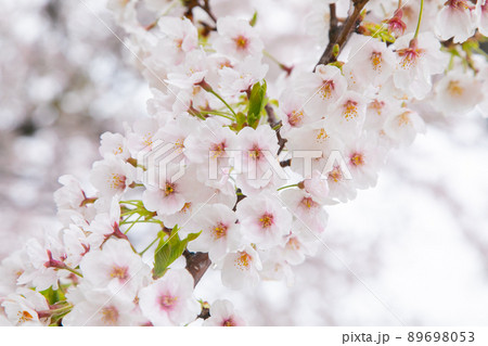 春の景色 桜 春の景色 桜 89698053