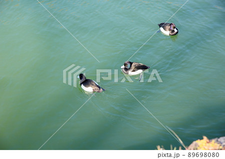 水鳥 キンクロハジロ 水鳥 キンクロハジロ 89698080