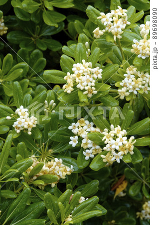 雨に濡れたトベラの木の白い花 89698090