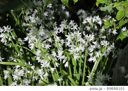 春の日本の庭に咲く白い花びらに緑色の筋が入ったミツカドネギの花 89698101