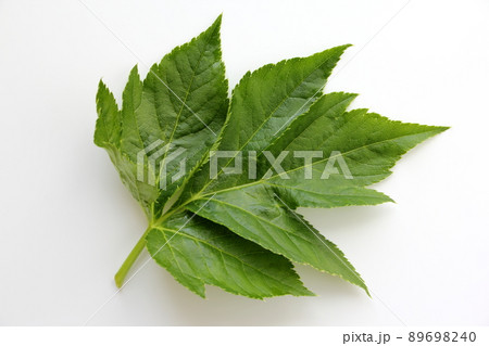 アシタバ アシタバ 89698240