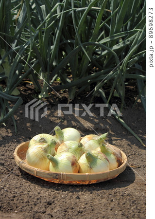 タマネギの収獲 タマネギの収獲 89698273