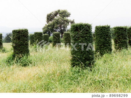 平成715 平成715 89698299