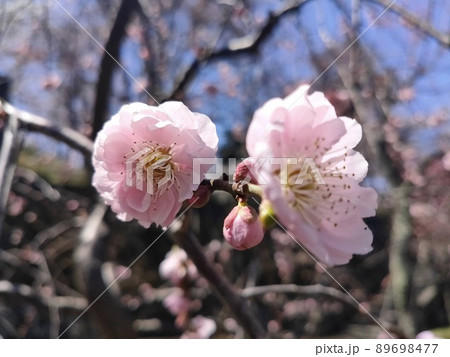 ピンクの梅の枝 89698477