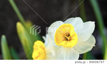 開花した白いスイセン（水仙、すいせん）のアップ写真 89698797