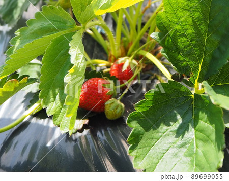 家庭菜園 イチゴの栽培 収穫 家庭菜園 イチゴの栽培 収穫 89699055