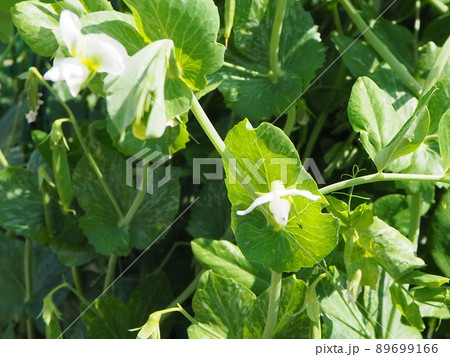 家庭菜園　さやえんどう　収穫 89699166