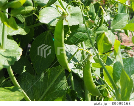 家庭菜園 さやえんどう 収穫 家庭菜園 さやえんどう 収穫 89699168