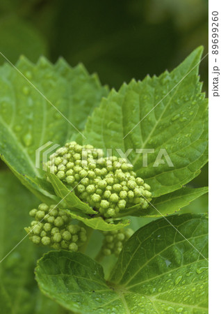 雨で濡れた紫陽花の蕾 89699260