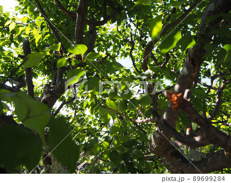 庭　梅の木　実 89699284