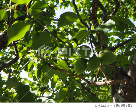 庭　梅の木　実 89699285