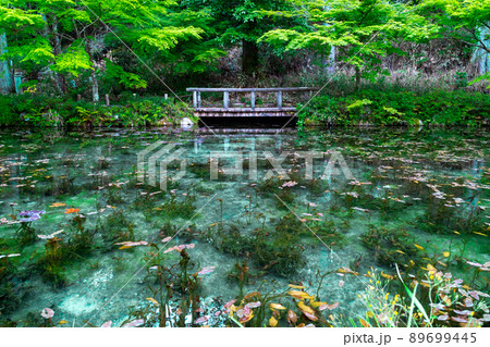 岐阜　名もなき池　モネの池 89699445