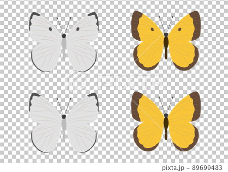 白菜白蝴蝶的插圖 白菜白蝴蝶的插圖 89699483