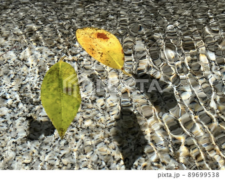 水面の落ち葉 89699538