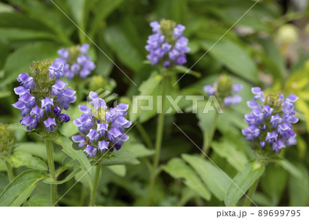 紫色のウツボグサをクローズアップ【野草・山菜・薬草】／シソ科 89699795