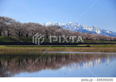 水鏡に映る桜と北アルプス 水鏡に映る桜と北アルプス 89699806