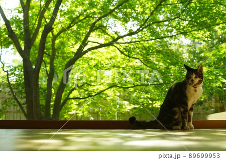 新緑を背景に佇むキジ猫 89699953