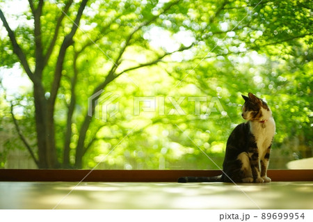 新緑を背景に佇むキジ猫 89699954