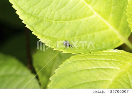 イヌビワシギゾウムシ 89700007